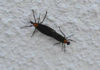 11 Things you might not know about lovebugs 11 Things you might not know about lovebugs