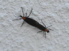 11 Things you might not know about lovebugs 11 Things you might not know about lovebugs