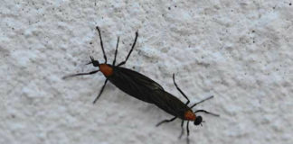 11 Things you might not know about lovebugs 11 Things you might not know about lovebugs