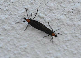 11 Things you might not know about lovebugs 11 Things you might not know about lovebugs