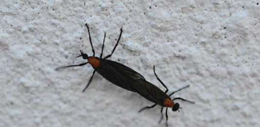 11 Things you might not know about lovebugs 11 Things you might not know about lovebugs