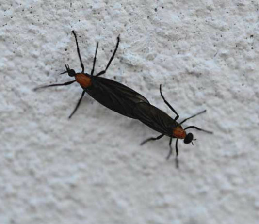 11 Things you might not know about lovebugs 11 Things you might not know about lovebugs