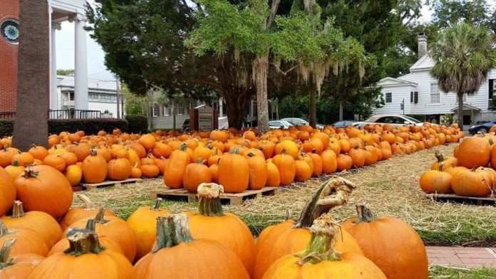 Downtown Beaufort pumpkin patch to open next week