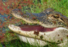 Neighbors save woman from jaws of alligator Neighbors save woman from jaws of alligator