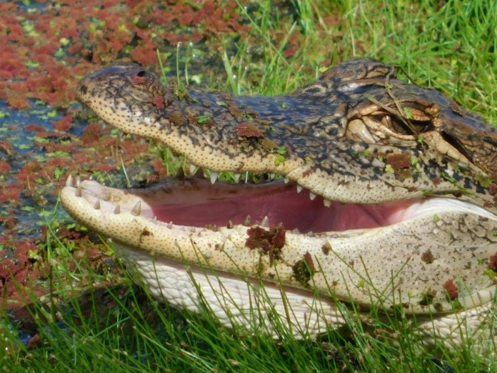 Neighbors save woman from jaws of alligator