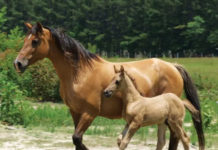 Marsh Tacky Horses: Not just a pet, a Gullah way of life Marsh Tacky Horses: Not just a pet, a Gullah way of life