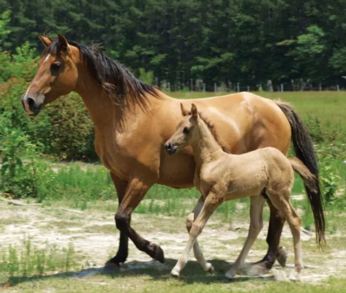 Marsh Tacky Horses: Not just a pet, a Gullah way of life