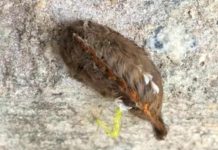 Venomous, toxic puss caterpillar spotted in Beaufort Venomous, toxic puss caterpillar spotted in Beaufort