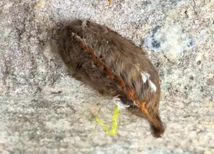 Venomous, toxic puss caterpillar spotted in Beaufort