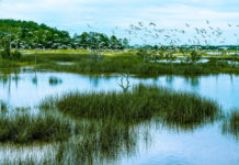 National Geographic to offer cruise, expedition to Beaufort and sea islands National Geographic to offer cruise, expedition to Beaufort and sea islands