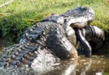 Giant Lowcountry gator eats 6 foot gator whole in viral video Giant Lowcountry gator eats 6 foot gator whole in viral video
