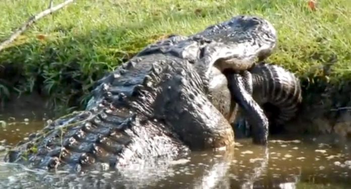 Giant Lowcountry gator eats 6 foot gator whole in viral video