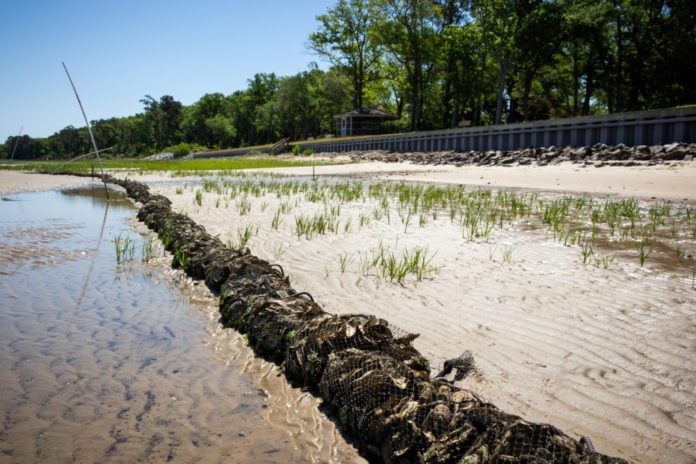 Living shorelines provide powerful tool to protect SC coast