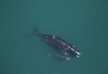Season’s first right whale mother & calf spotted along coast Season's first right whale mother & calf spotted along coast