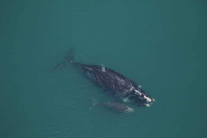 Season's first right whale mother & calf spotted along coast