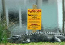 Fines for feeding gators to increase in South Carolina Fines for feeding gators to increase in South Carolina