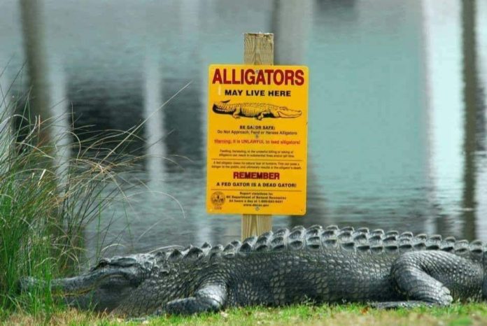 Fines for feeding gators to increase in South Carolina