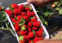 A taste of spring: Strawberry season opens in Beaufort A taste of spring: Strawberry season opens in Beaufort