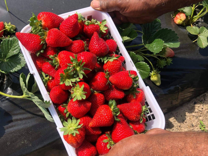 A taste of spring: Strawberry season opens in Beaufort