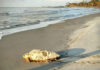 15 amazing facts about our local sea turtles 15 interesting facts about our local sea turtles