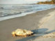 15 amazing facts about our local sea turtles 15 interesting facts about our local sea turtles
