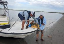 Stranded loggerhead sea turtle rescued at Pritchard’s Island