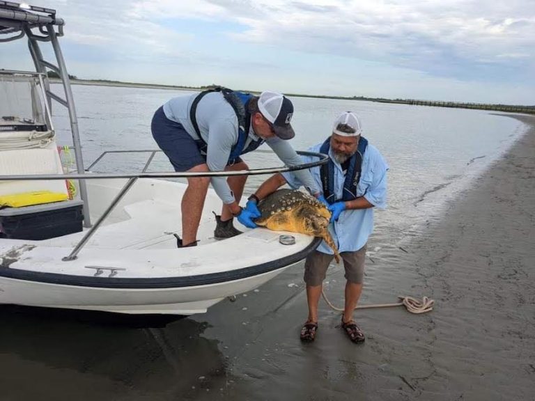 Stranded loggerhead sea turtle rescued at Pritchard's Island - Explore ...