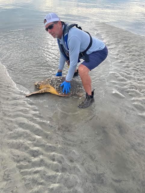 Stranded loggerhead sea turtle rescued at Pritchard's Island