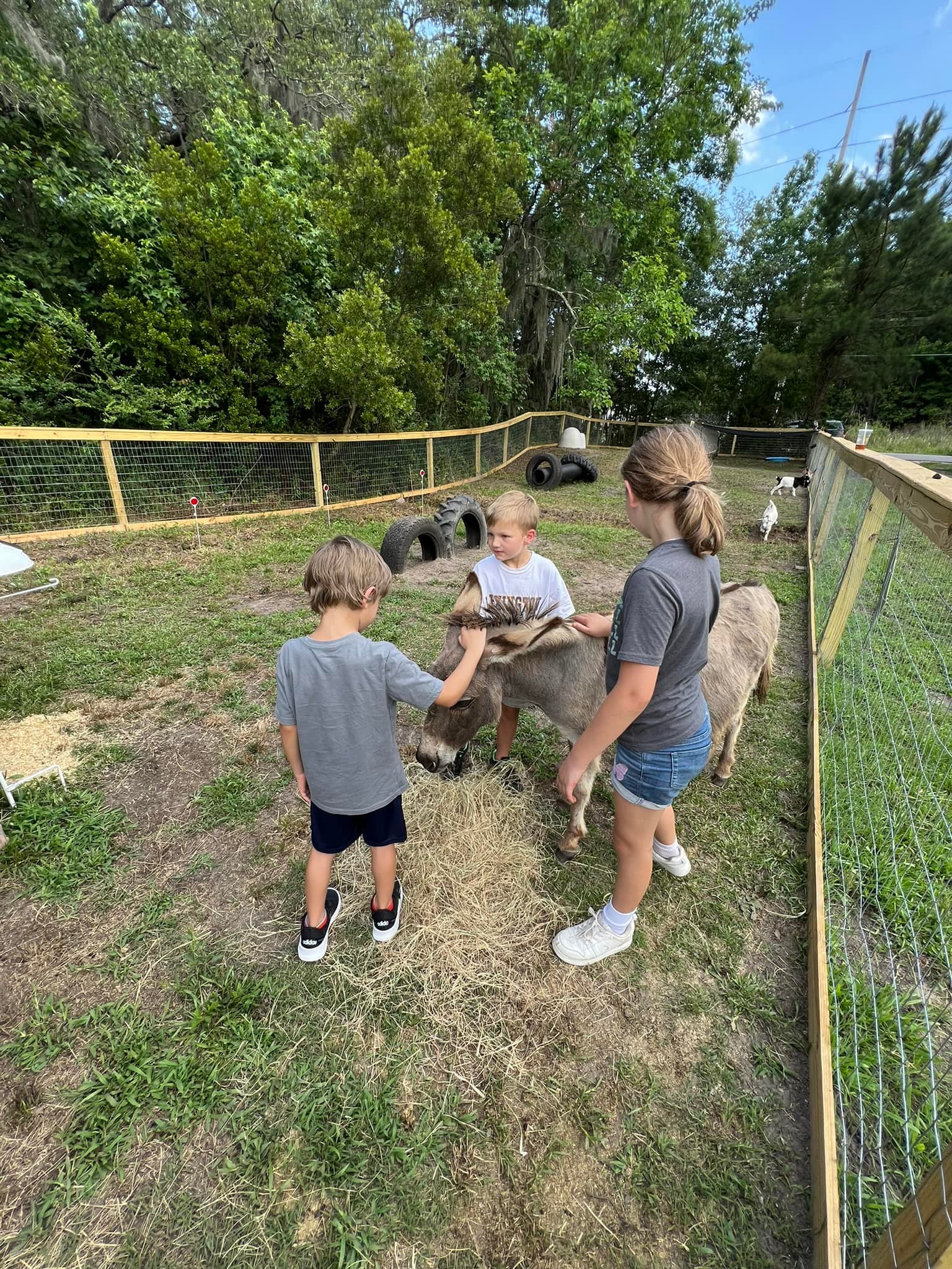 New petting zoo opening in Beaufort this weekend