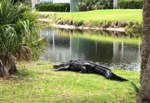Fatal alligator attack reported in Sun City Fatal alligator attack reported in Sun City