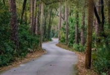 Three witnesses file report of Bigfoot sighting at Hunting Island Three witnesses file report of Bigfoot sighting at Hunting Island