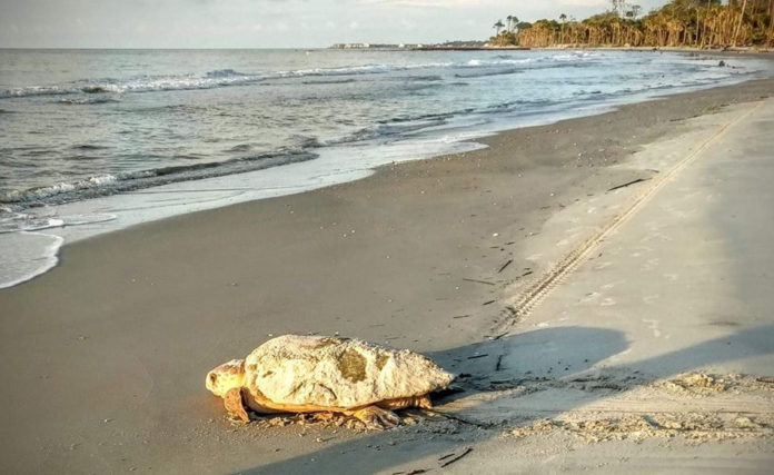 Hunting Island sets new record for sea turtle nests in 2022