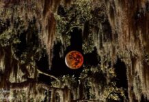 Total lunar eclipse coming to Lowcountry next week Total lunar eclipse coming to Lowcountry next week