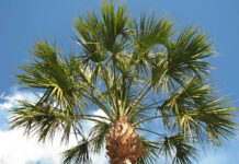 City to replace palm trees at downtown Waterfront Park City to replace palm trees at downtown Waterfront Park