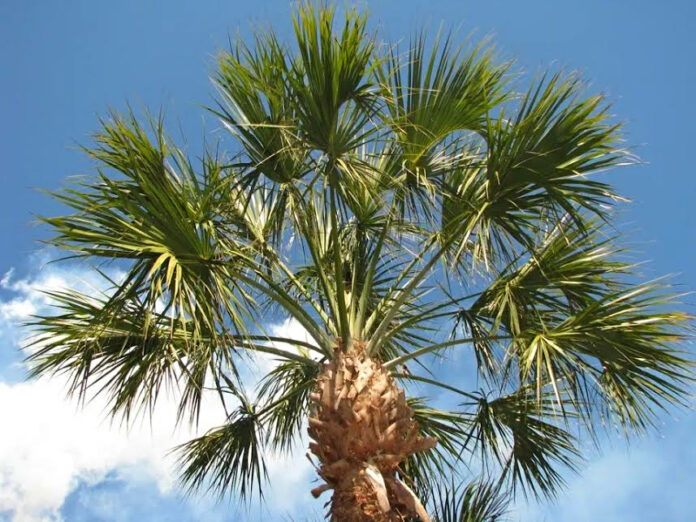 City to replace palm trees at downtown Waterfront Park
