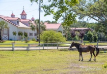 Fripp Island acquires Camelot Farms, adds horseback riding to resort amenities