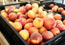 South Carolina to see worst peach season in years South Carolina to see worst peach season in years