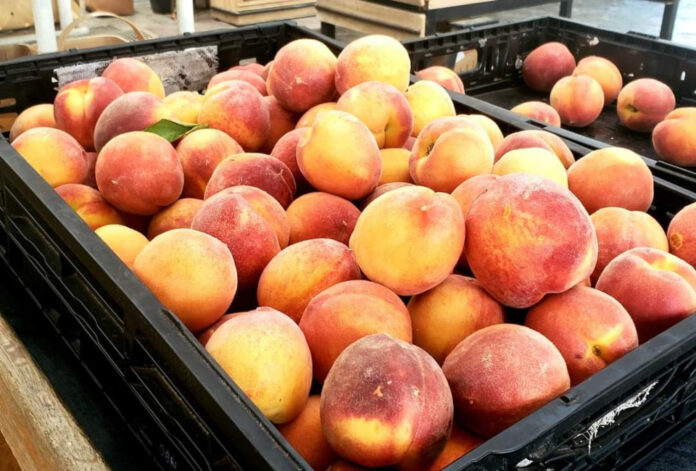 South Carolina to see worst peach season in years