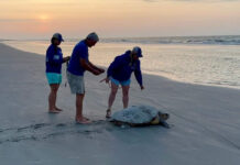 Sea turtle season coming on strong at Beaufort area beaches Sea turtle season coming on strong at Beaufort area beaches