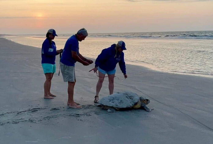 Sea turtle season coming on strong at Beaufort area beaches