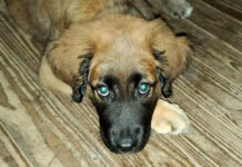 Pet safety tips for 4th of July Holiday Pet safety tips for 4th of July Holiday