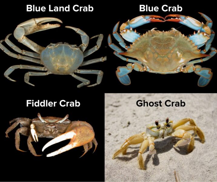 SCDNR asks public to report sighting of non-native blue land crabs