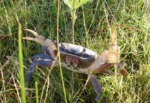 SCDNR asks public to report sightings of non-native blue land crabs SCDNR asks public to report sighting of non-native blue land crabs