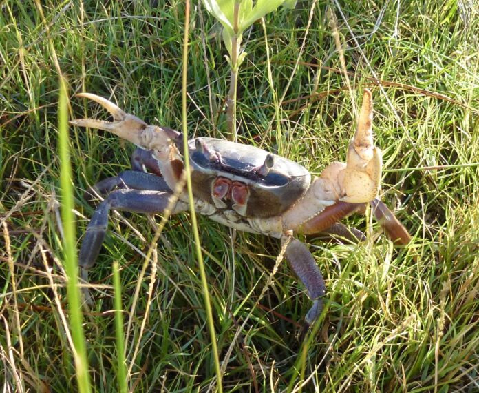 SCDNR asks public to report sighting of non-native blue land crabs