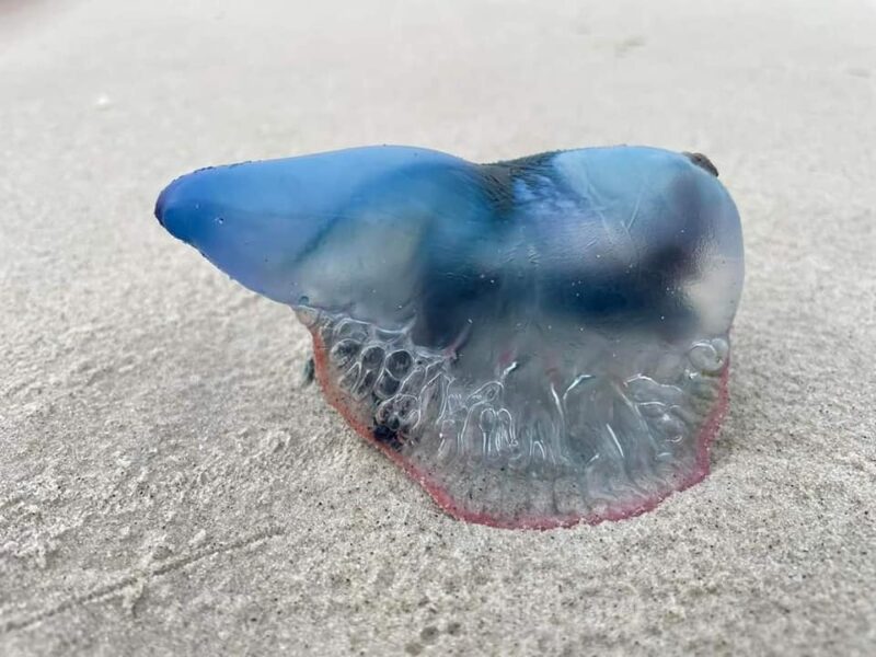 Don't pee on that sting: Jellyfish safety in Beaufort waters