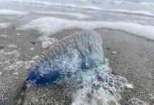Don’t pee on that sting: Jellyfish safety in Beaufort waters Don't pee on that sting: Jellyfish safety in Beaufort waters