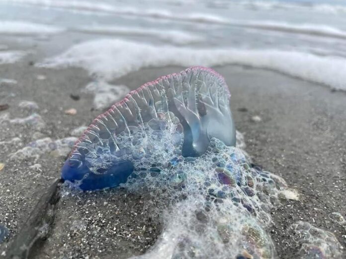 Don't pee on that sting: Jellyfish safety in Beaufort waters