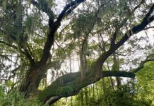 Town of Port Royal protects Beaufort County’s largest live oak tree Town of Port Royal protects Beaufort County's largest live oak tree; Cherry Hill Oak