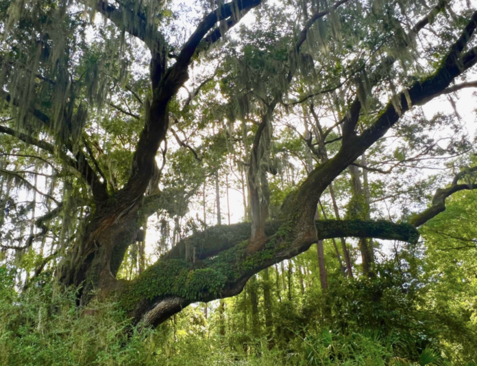 Town of Port Royal protects Beaufort County's largest live oak tree; Cherry Hill Oak