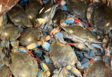 Changes coming to blue crab harvesting in the Lowcountry Changes coming to blue crab harvesting in the Lowcountry